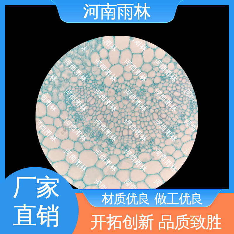 雨林 细胞清晰 可后期加工 个性化定做 教学切片