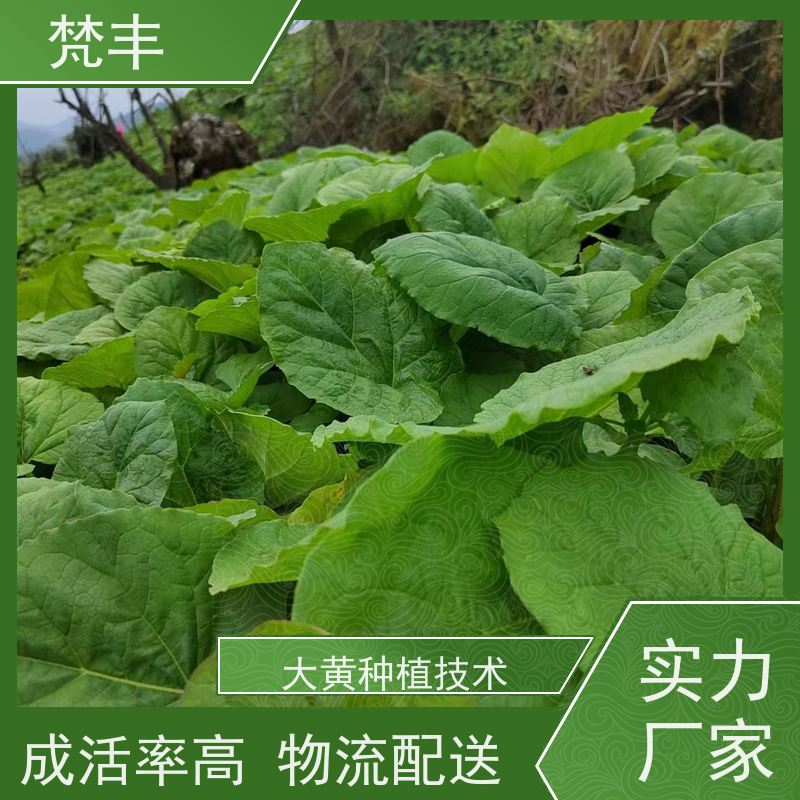梵丰 大黄产地 成活率高 品质好 长期供应 诚信经营