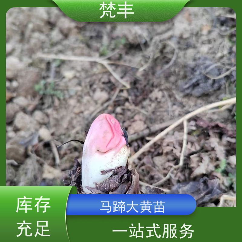 梵丰 大黄驯化种子 中药材苗容易种活 库存充足 厂家供应