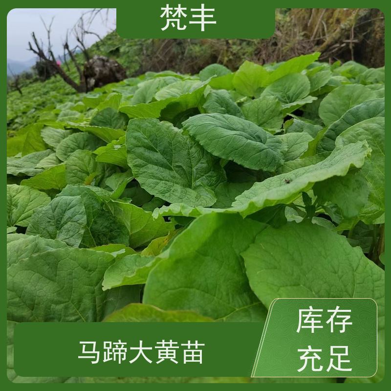 梵丰 大黄种植技术 活抗虫害全国发货 基地直发 库存充足