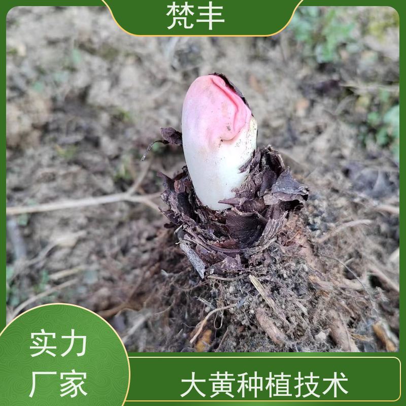 梵丰 大黄驯化种子 庭院绿化常绿苗木 欢迎来电洽谈