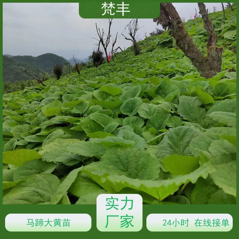 梵丰 大黄施肥 活抗虫害全国发货 库存充足 厂家供应
