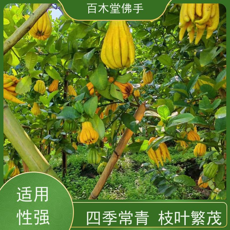 百木堂 川佛手苗 枝叶紧密 美丽多姿 种苗基地直供