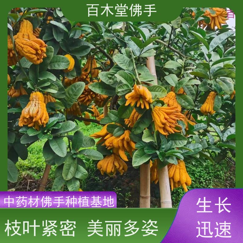 百木堂 广佛手苗 产量高 用途广泛 园林景区栽植