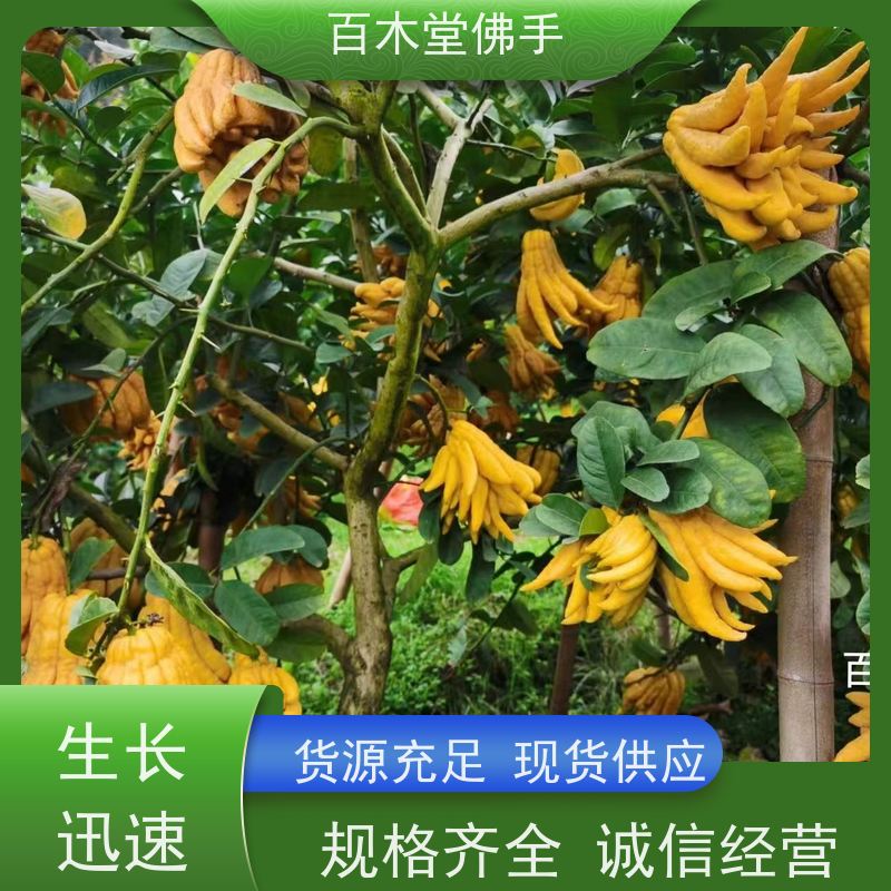 百木堂 佛手柑 适用性强 规格齐全 园林景区栽植