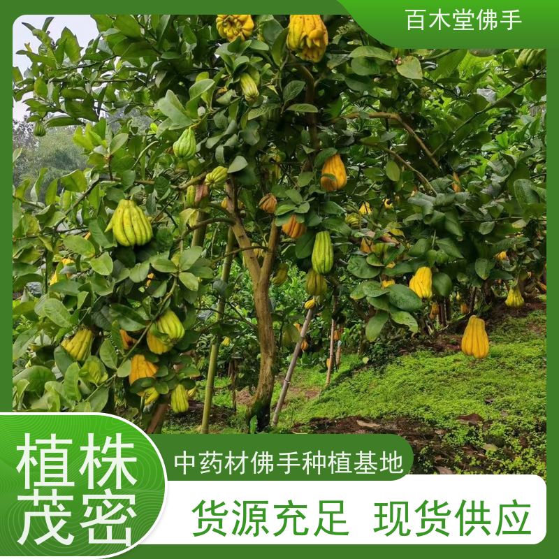 百木堂 金佛手苗 树形丰富 成活率高 种苗基地直供