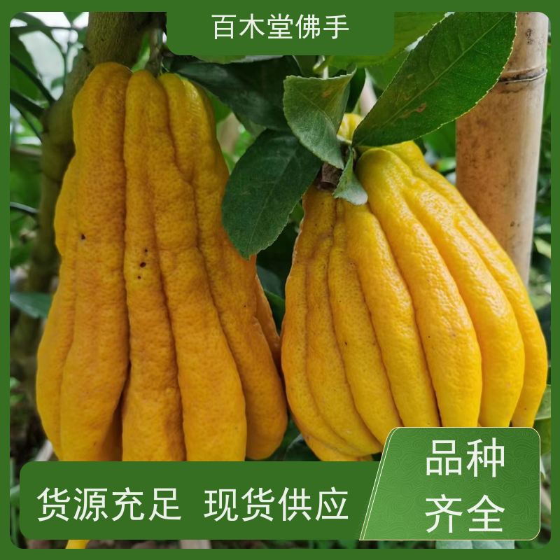 百木堂 佛手柑 适用性强 规格齐全 道路绿化行道苗