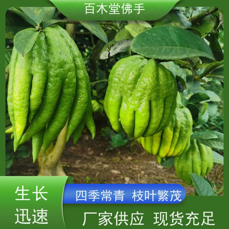 百木堂 佛手柑 生长环境适应性强 园林景区栽植