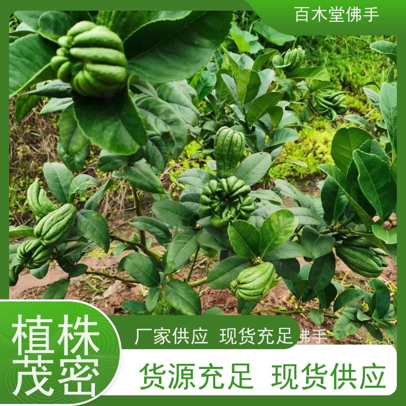 百木堂 金佛手苗 观赏植物 附加值高 道路绿化行道苗