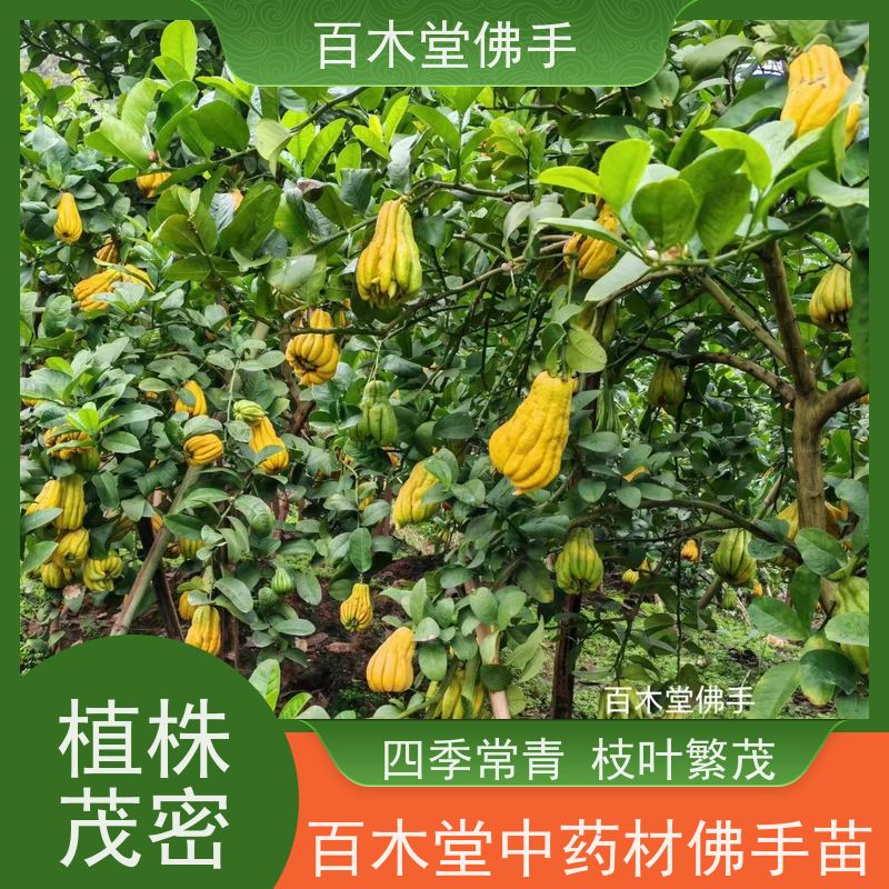 百木堂 佛手柑 适用性强 规格齐全 中药材种植基地 