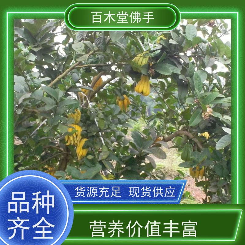 百木堂 良种佛手苗种植 枝叶紧密 美丽多姿 用于室内外盆景