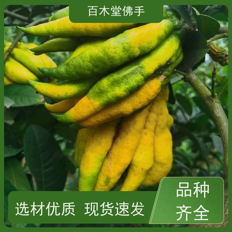 百木堂 广佛手苗种植技术 高成活率 较耐干旱 城市景观绿化树