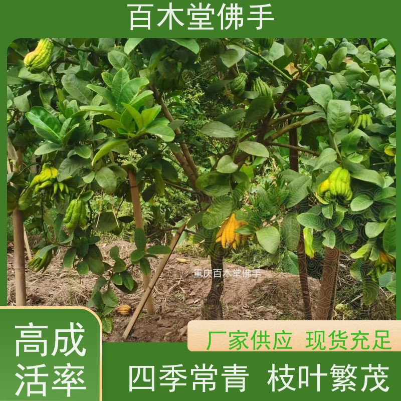 百木堂 佛手柑苗种植技术 观赏植物 附加值高 植株茂密 用途广泛
