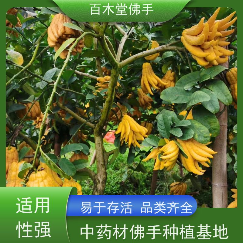 百木堂 良种佛手苗种植 生长迅速 品种齐全 植株茂密 用途广泛