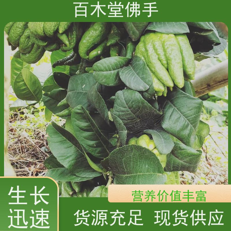 百木堂 良种佛手苗种植 枝叶紧密 美丽多姿 用于庭院装饰