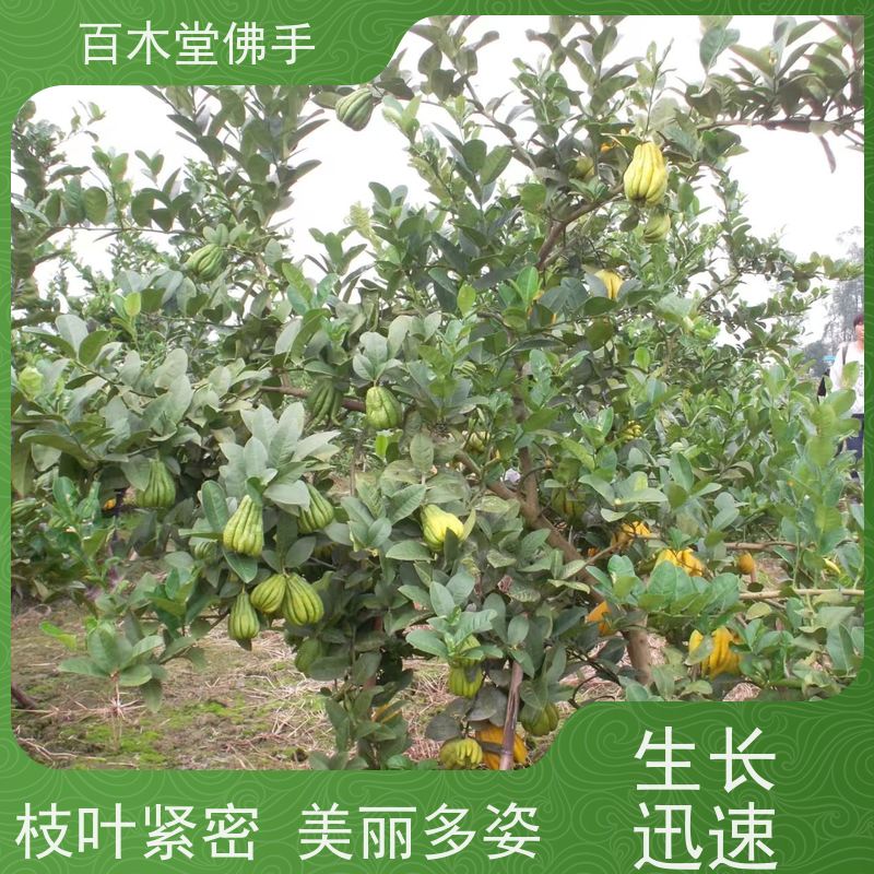 百木堂 良种佛手苗种植 枝叶紧密 美丽多姿 道路绿化行道苗
