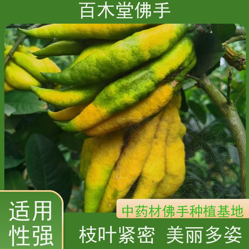 百木堂 佛手柑苗种植技术 生长环境适应性强 道路绿化行道苗