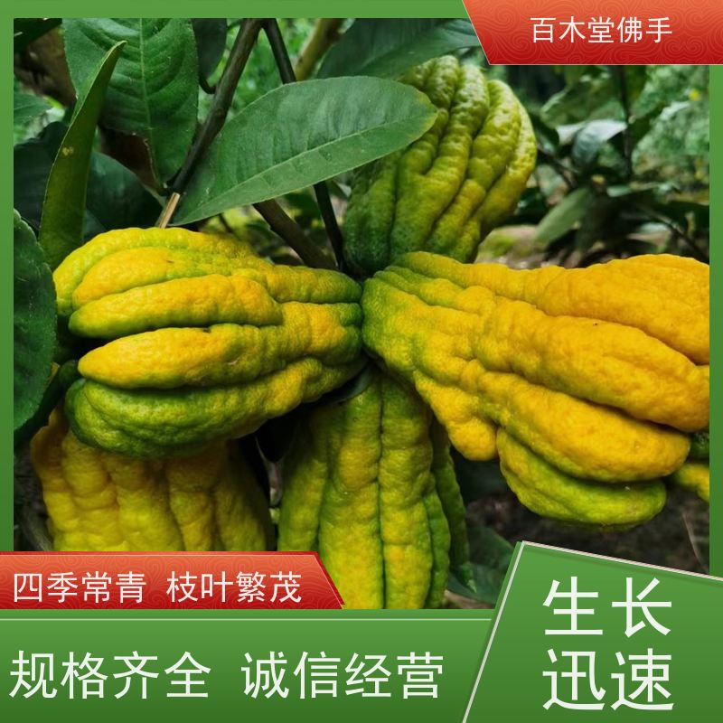 百木堂 良种佛手苗种植 枝叶紧密 美丽多姿 城市景观绿化树