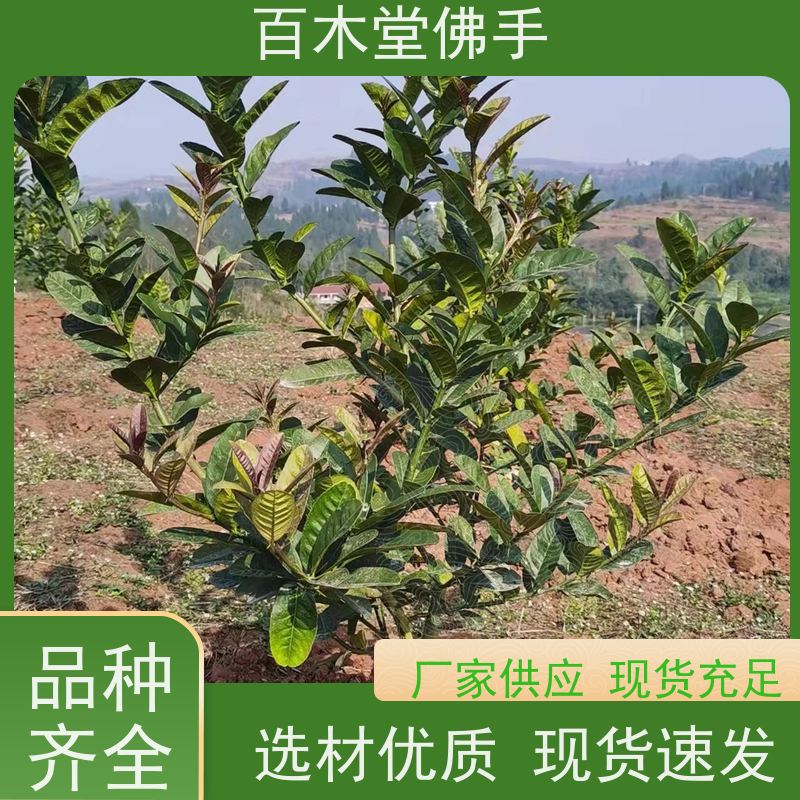 百木堂 良种佛手苗种植 枝叶紧密 美丽多姿 园林景区栽植