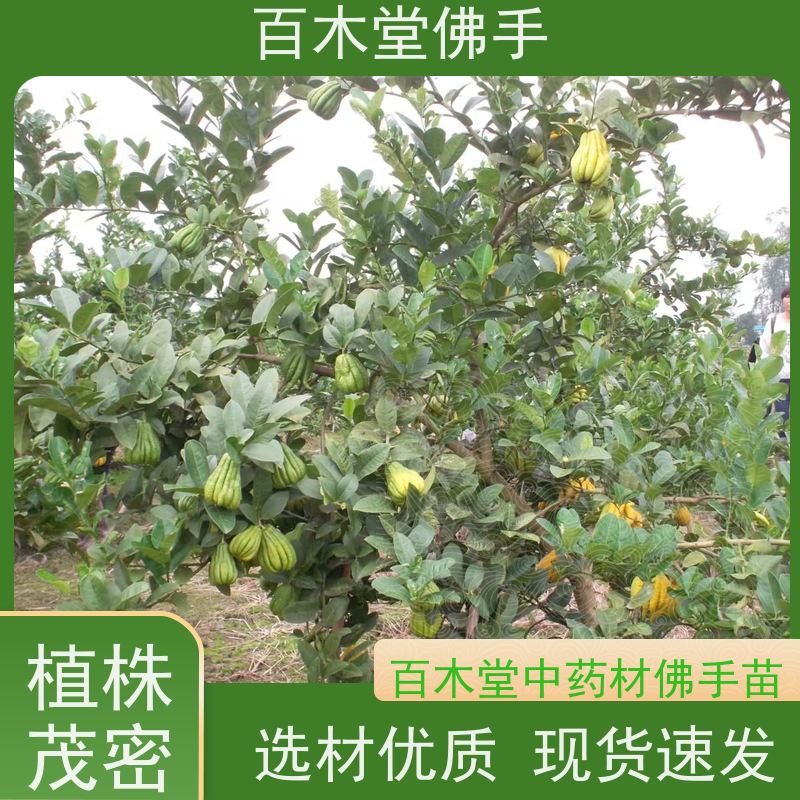 百木堂 川佛手苗种植技术 生长环境适应性强 用于室内外盆景