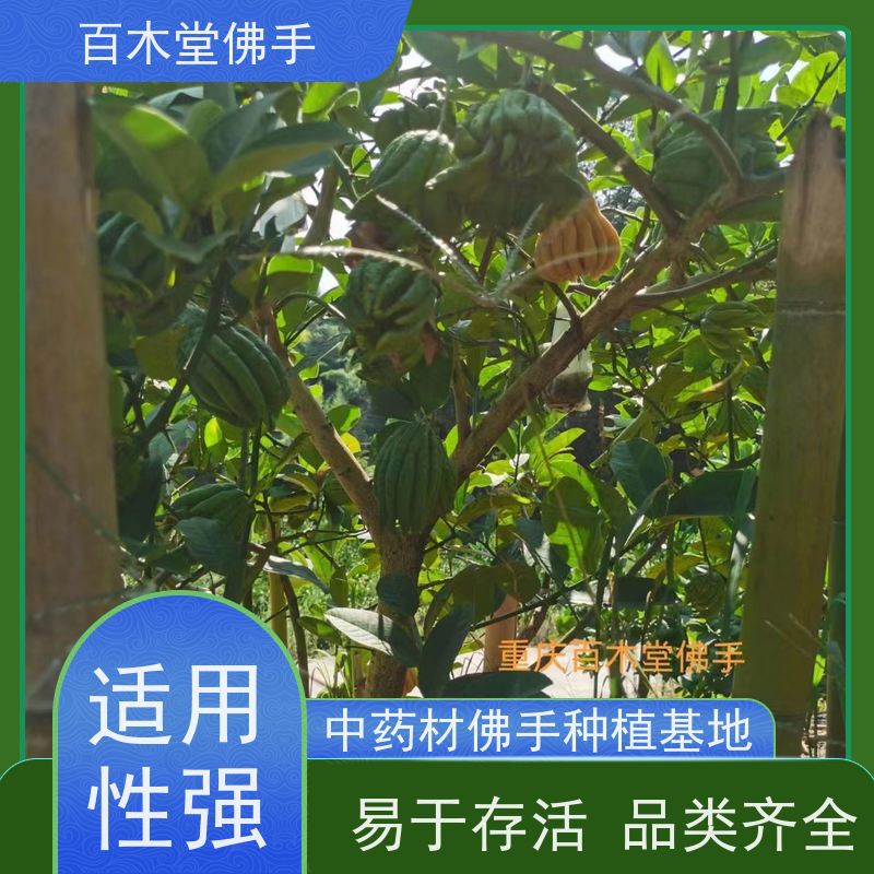 百木堂 佛手柑苗种植技术 树形丰富 成活率高 城市景观绿化树