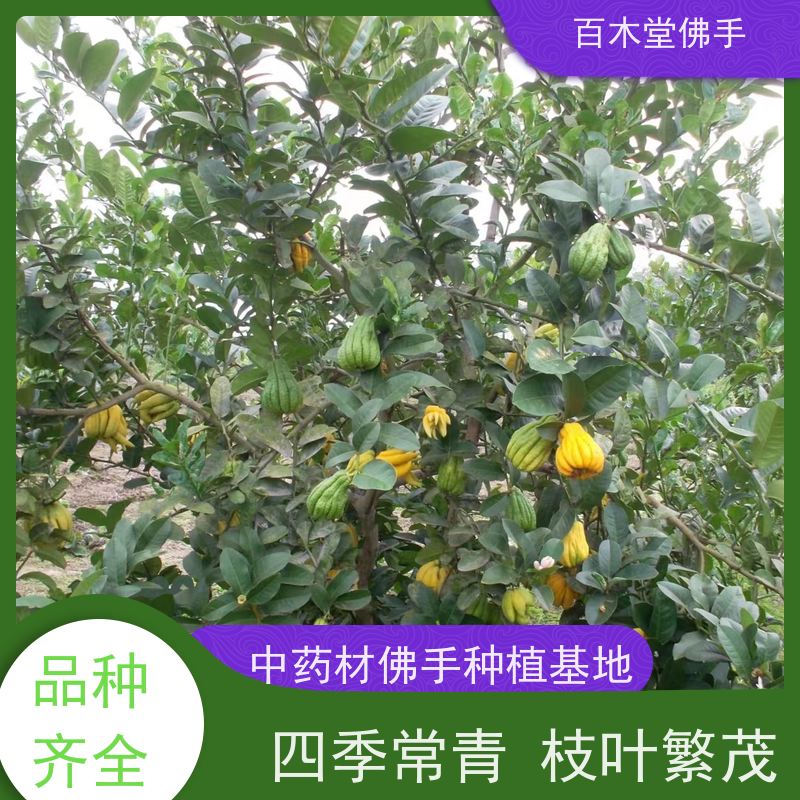 百木堂种苗基地直供半夏种植枝叶紧密 产量高