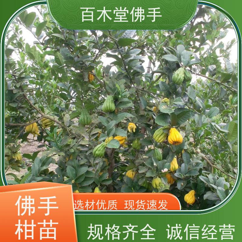 百木堂种苗基地直供柠檬种植适用性强 用途广泛