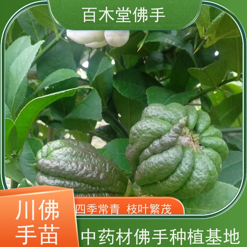 百木堂园林景区栽植金银花种植适用性强 规格齐全