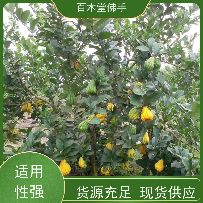 百木堂种苗基地直供石菖蒲种植观赏植物 成活率高