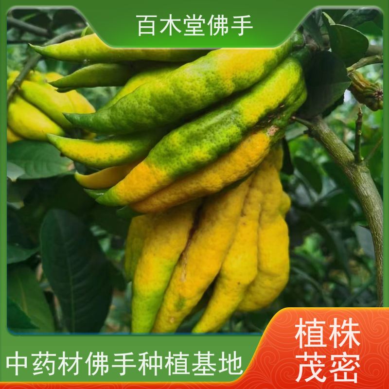 百木堂中药材种植基地 良种佛手苗植株茂密 成活率高