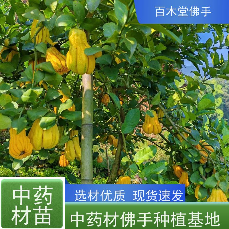 百木堂种苗基地直供柚子种植观赏植物 规格齐全