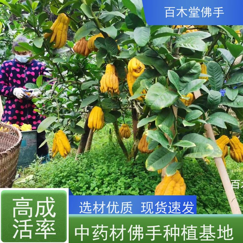 百木堂城市景观绿化树 中药材佛手种植植株茂密 规格齐全