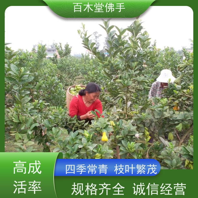 百木堂道路绿化行道苗白芨种植树形丰富 产量高