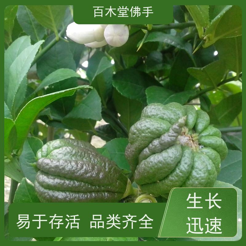 百木堂城市景观绿化树 白芨种植植株茂密 附加值高