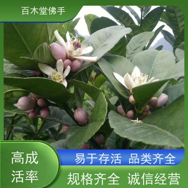 百木堂种苗基地直供黄精种植造型优美 附加值高