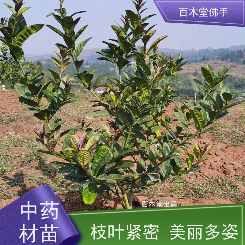 百木堂城市景观绿化树 梁 平佛手苗枝叶紧密 用途广泛