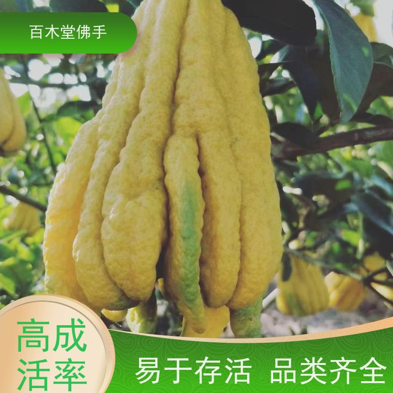 百木堂城市景观绿化树 金银花种植造型优美 较耐干旱