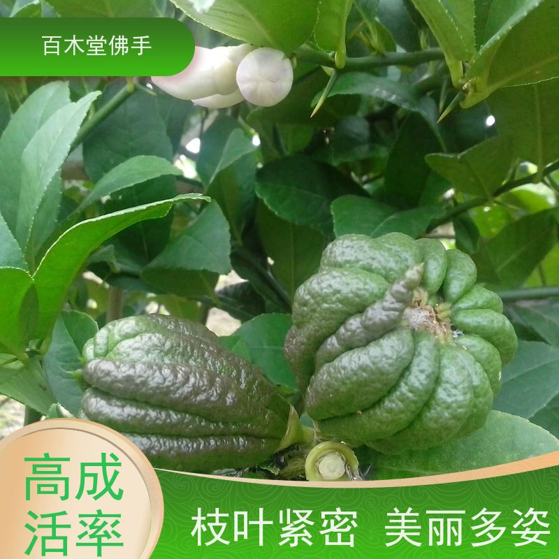 百木堂道路绿化行道苗川佛手苗高成活率 附加值高