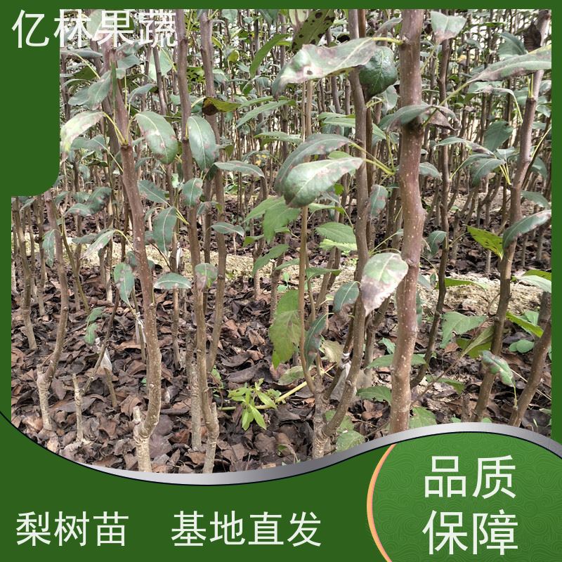 亿林苗木 桃树苗 晚熟品种桃 口感脆甜 根系饱满成活率高