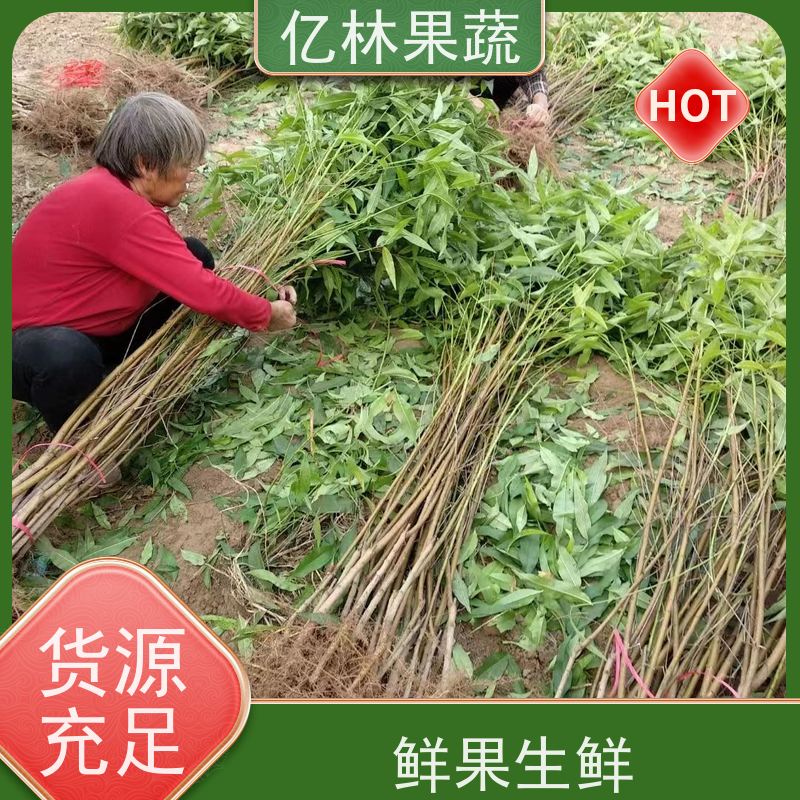 基地培育 冬桃苗 晚熟品种桃 口感脆甜 易栽培桃树苗