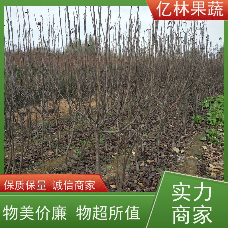 基地供应 冬桃苗 现挖现发 口感香甜 果实饱满味道好