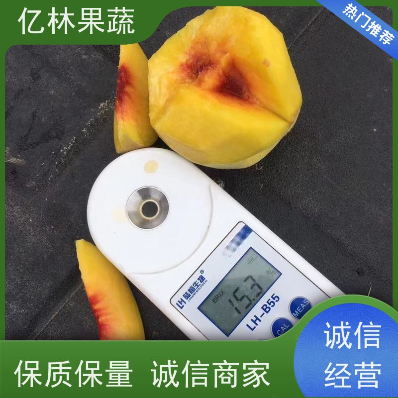 基地培育 桃树苗 新品种挑苗 香甜可口 成活率高