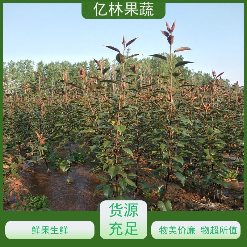 基地供应 黄桃苗 晚熟品种桃 口感脆甜 果实饱满味道好