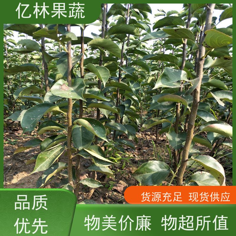 基地供应 园林嫁接桃苗 果树苗批发 当年结果 成活率高