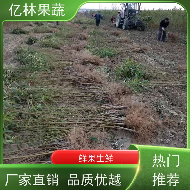 基地供应 秋彤桃 晚熟品种桃 口感脆甜 成活率高