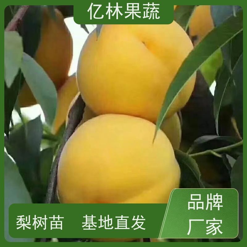 亿林苗木 秋彤桃 嫁接技术指导 抗寒能力强 基地直发
