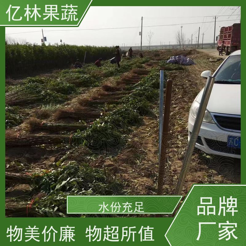 亿林苗木 油桃苗 园林绿化果树苗 抗寒能力强 成活率高