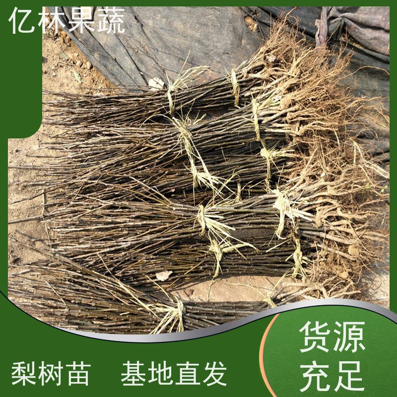 亿林苗木 园林嫁接桃苗 晚熟品种桃 口感脆甜 成活率高