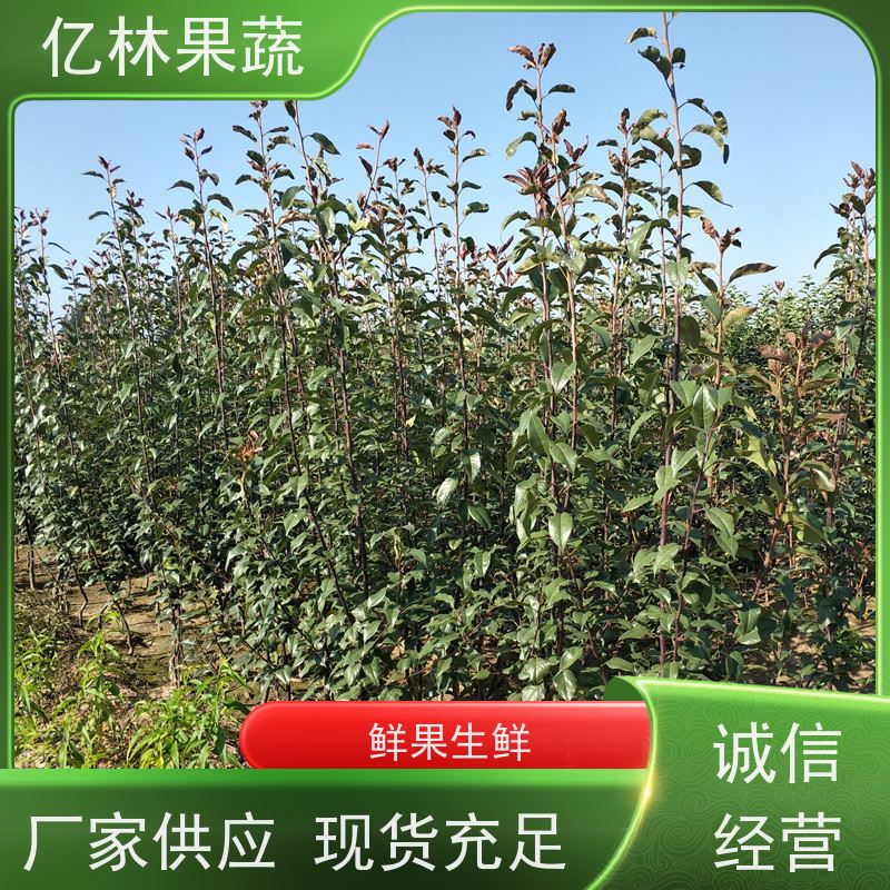 基地培育 黄桃苗 园林绿化果树苗 抗寒能力强 果实饱满味道好