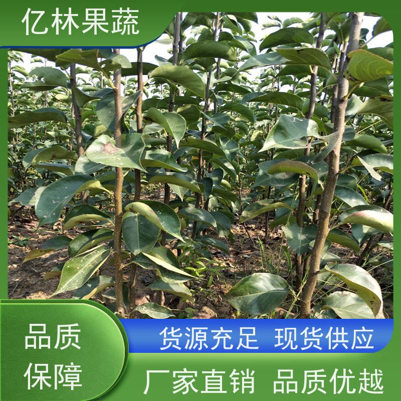 亿林苗木 油桃苗 园林绿化果树苗 抗寒能力强 果实饱满味道好